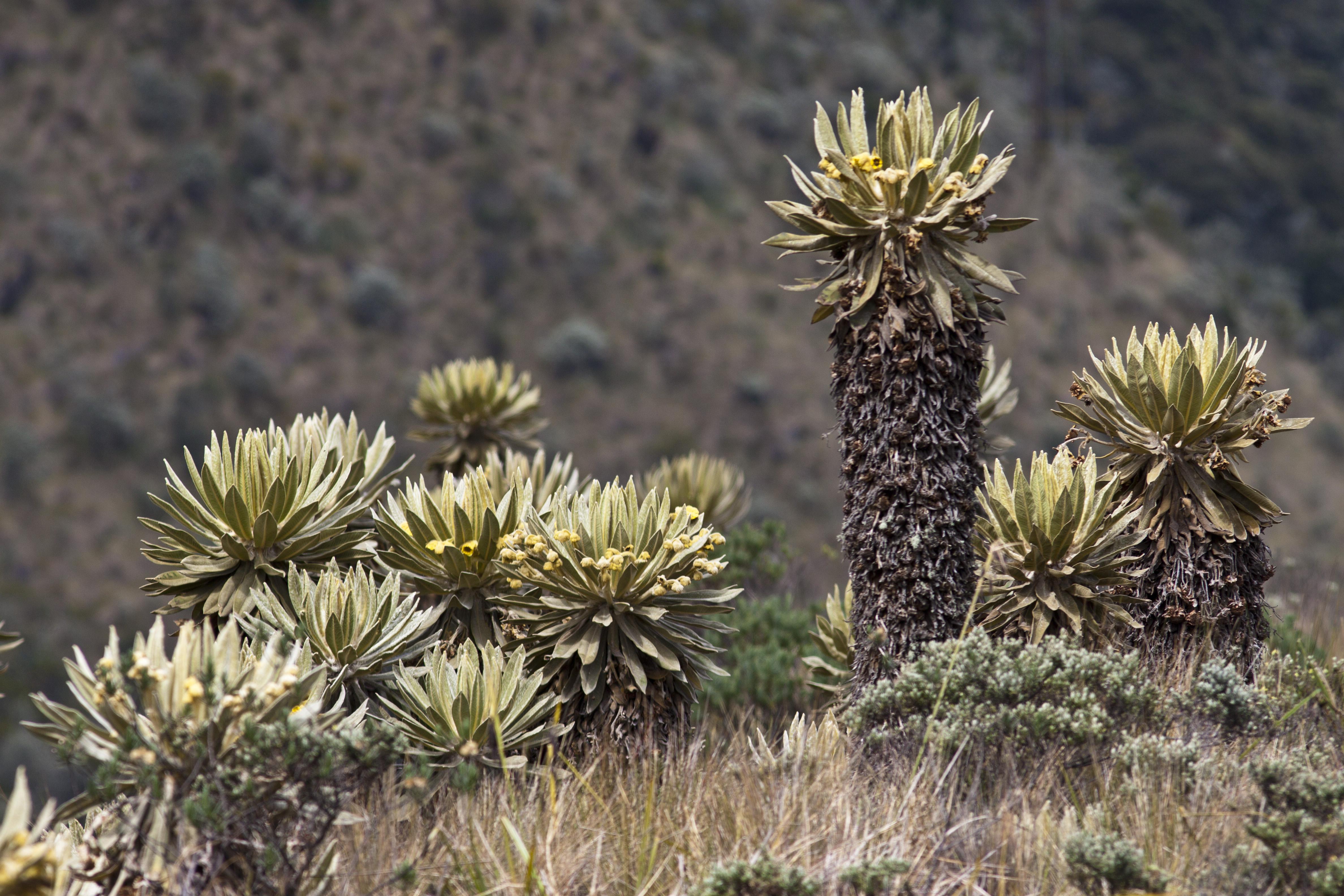 Parque Nacional Chingaza