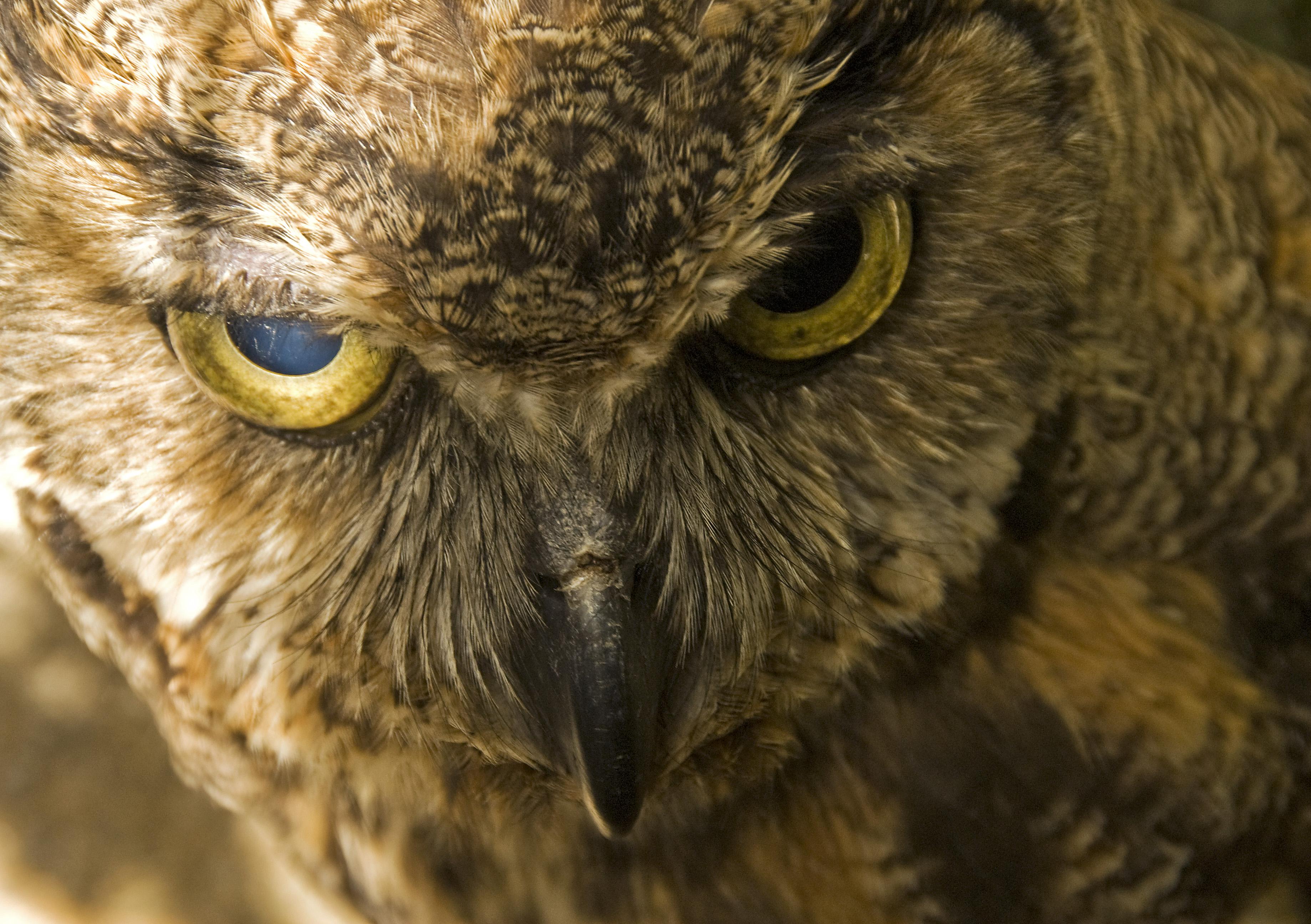 Guatemala y sus aves